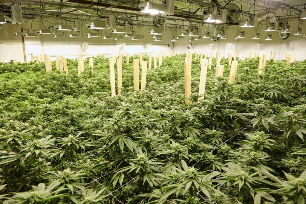 CBD olaj kender növény cbdvilag.eu