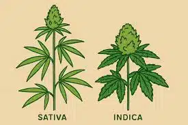 indica sativa levél különbség